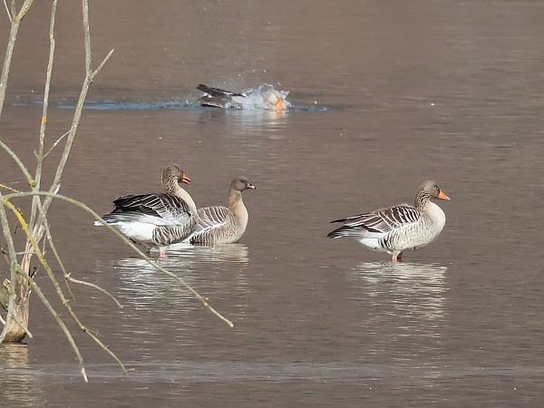 Oie à bec court  - Lydia Brühwasser