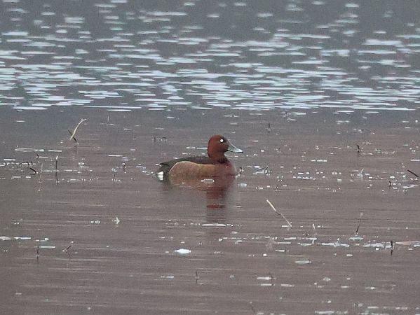 Fuligule nyroca  - Lydia Brühwasser