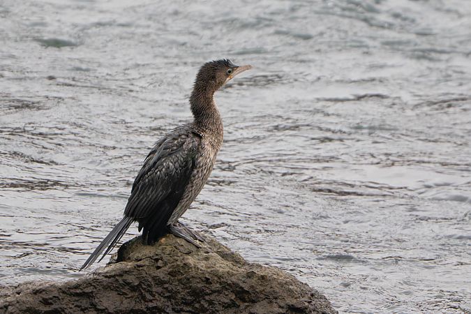 Cormoran pygmée  - Richard Blach