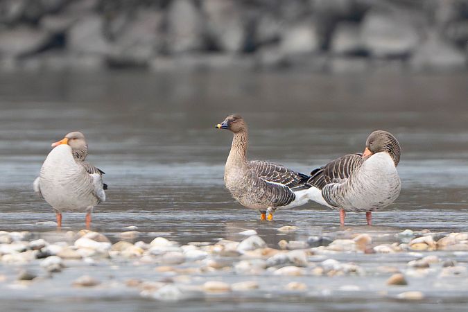 Oie de la toundra  - Richard Blach