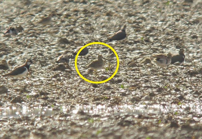 Pluvier doré  - Robert Sperl