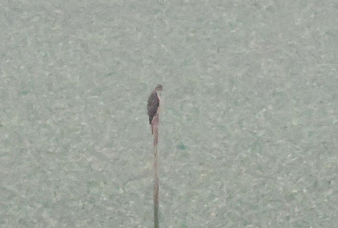 Oiseau indéterminé  - Eva Münzberger