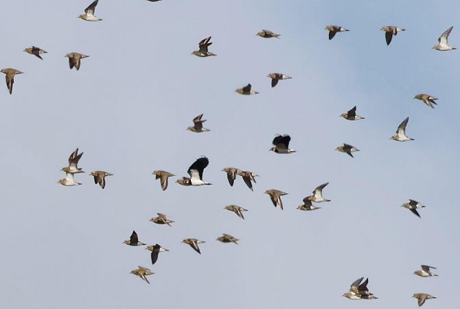 Pluvier doré  - Eva Münzberger