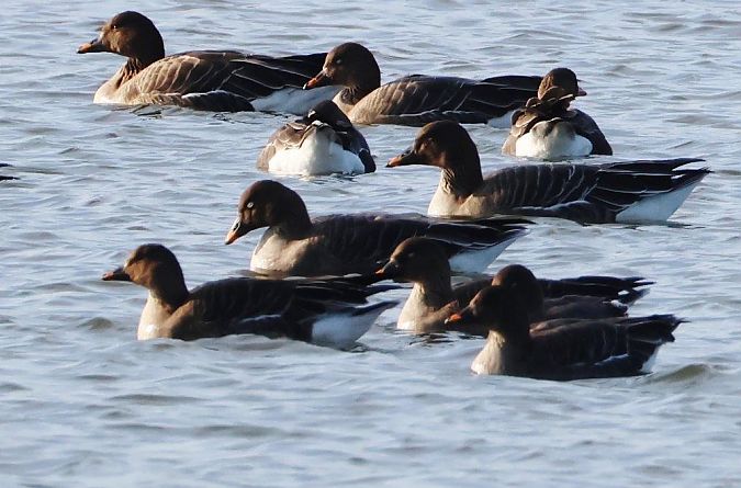 Oie de la toundra  - Eva Münzberger