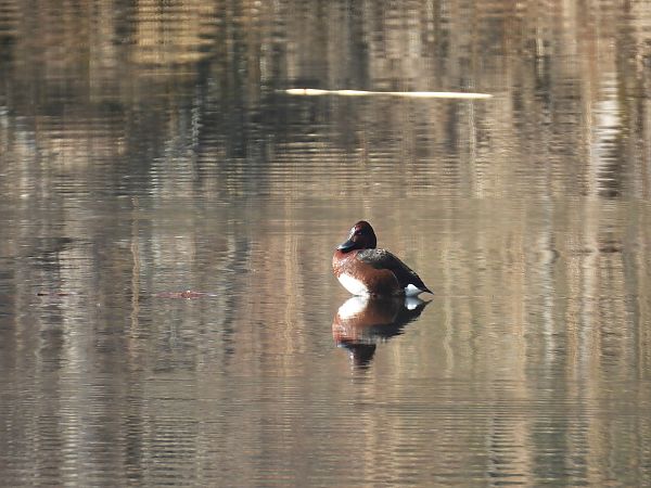 Fuligule nyroca  - Rosemarie Maliha