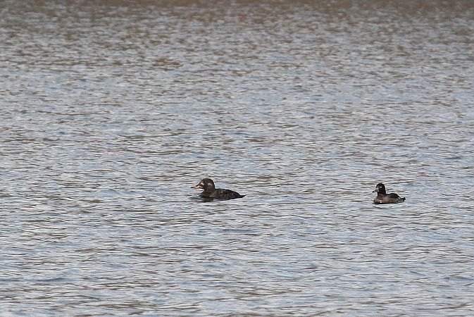 Macreuse brune  - Willibald Stani
