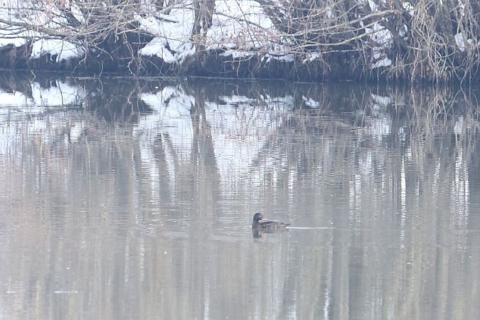 Macreuse brune  - Willibald Stani