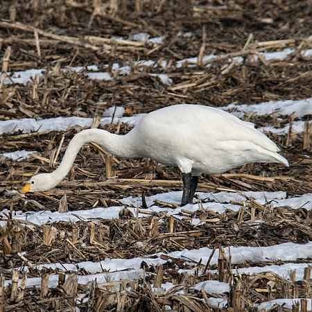 Cygne chanteur  - Thomas & Christa Pumberger