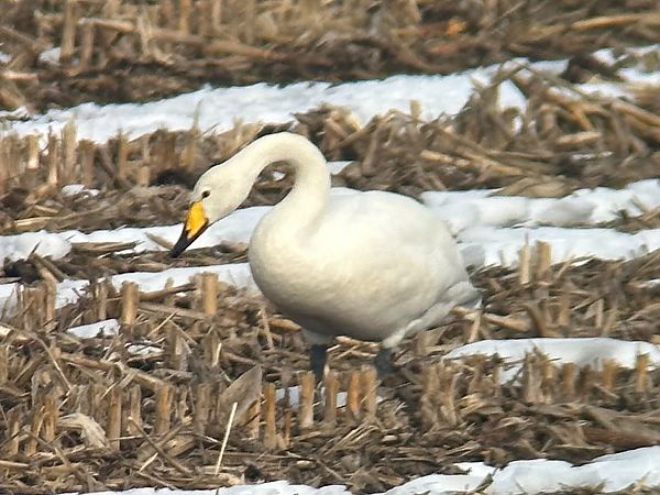 Cygne chanteur  - Thomas & Christa Pumberger