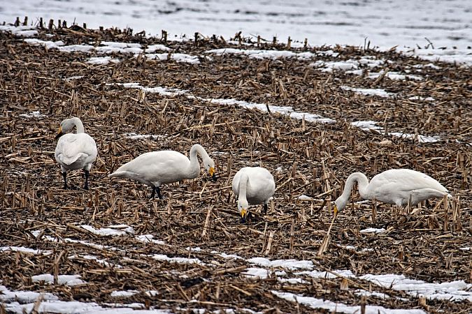 Cygne chanteur  - Thomas & Christa Pumberger