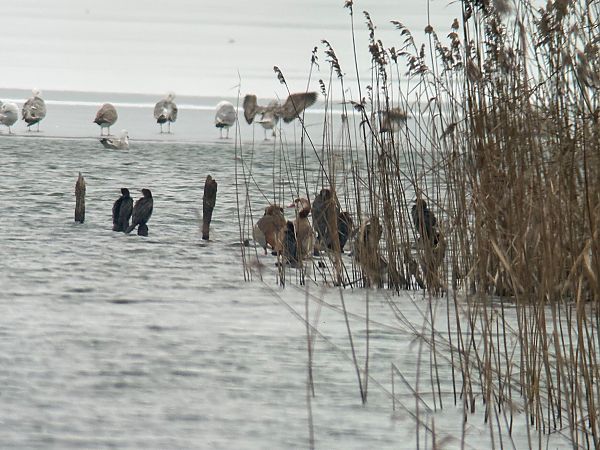 Cormoran pygmée  - Thomas & Christa Pumberger