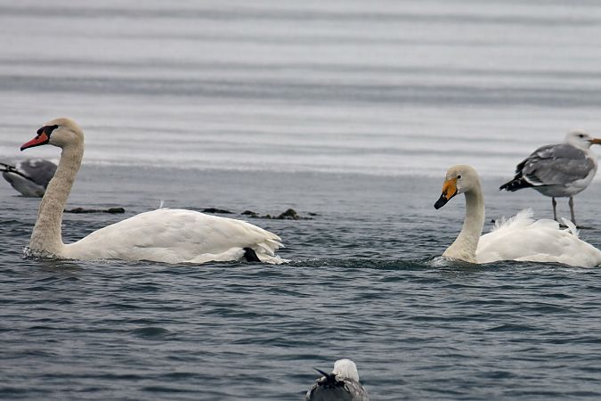 Cygne chanteur  - Thomas & Christa Pumberger