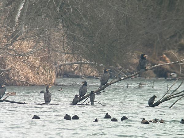 Cormoran pygmée  - Thomas & Christa Pumberger