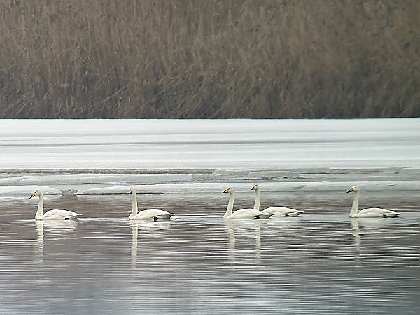 Cygne chanteur  - Thomas & Christa Pumberger