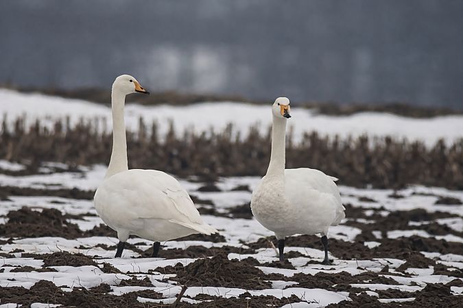 Cygne chanteur  - Thomas & Christa Pumberger