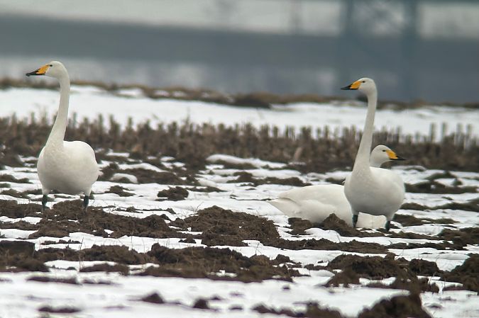 Whooper Swan  - Thomas & Christa Pumberger