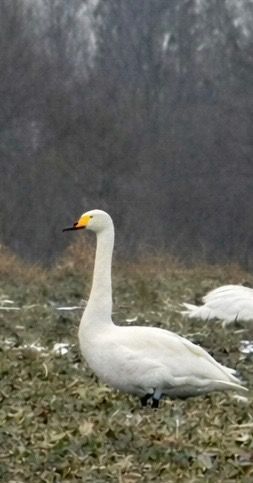 Cygne chanteur  - Thomas & Christa Pumberger
