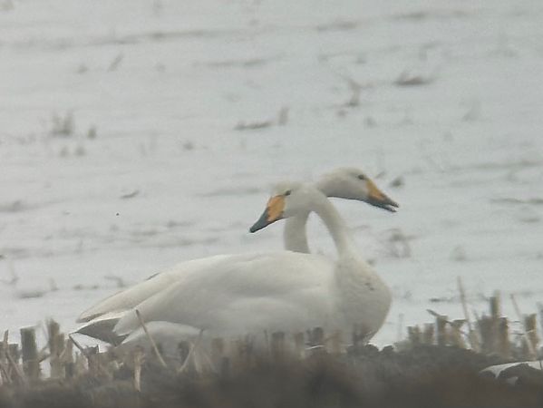 Cygne chanteur  - Thomas & Christa Pumberger