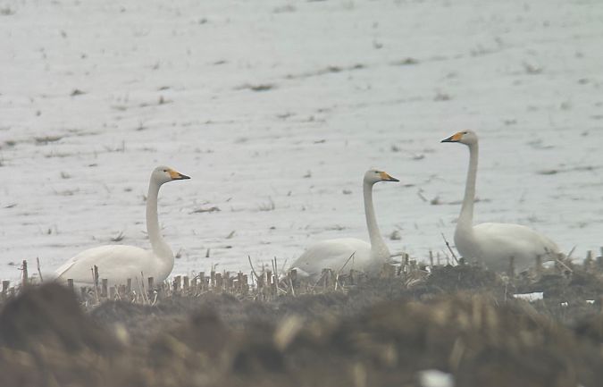 Whooper Swan  - Thomas & Christa Pumberger