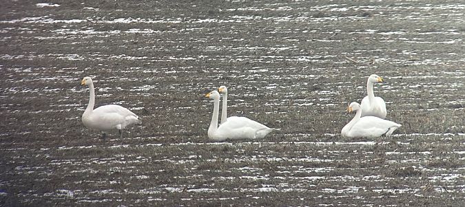 Cygne chanteur  - Thomas & Christa Pumberger