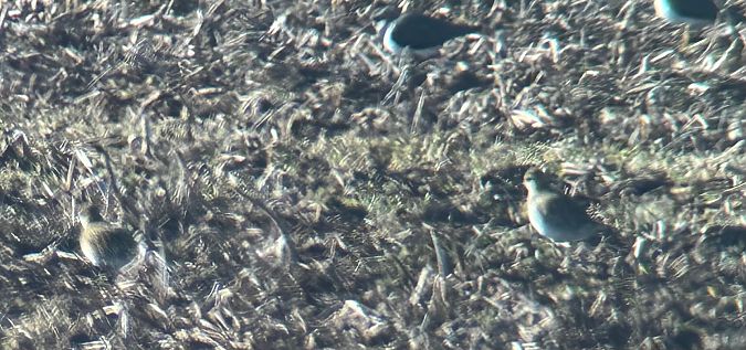 Pluvier doré  - Thomas & Christa Pumberger