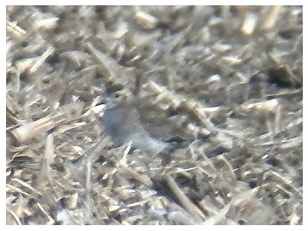 Pluvier doré  - Thomas & Christa Pumberger