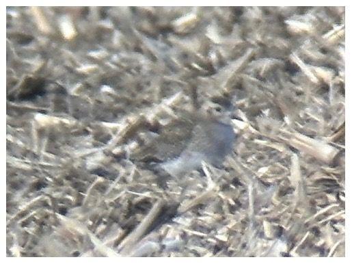 Pluvier doré  - Thomas & Christa Pumberger