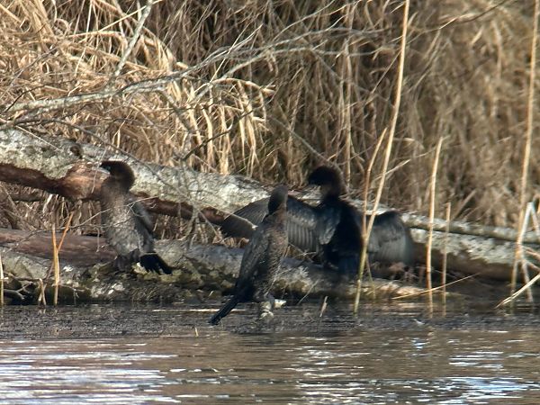 Zwergscharbe  - Thomas & Christa Pumberger