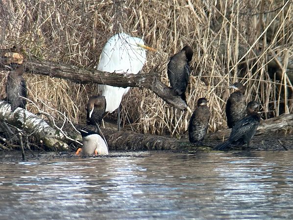 Cormoran pygmée  - Thomas & Christa Pumberger