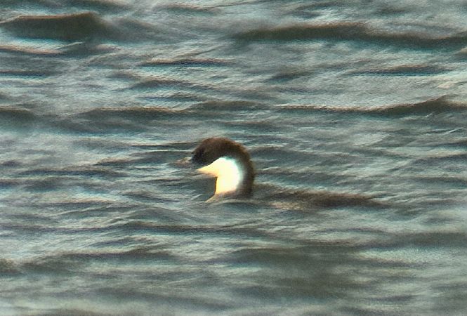 Harle piette  - Thomas & Christa Pumberger