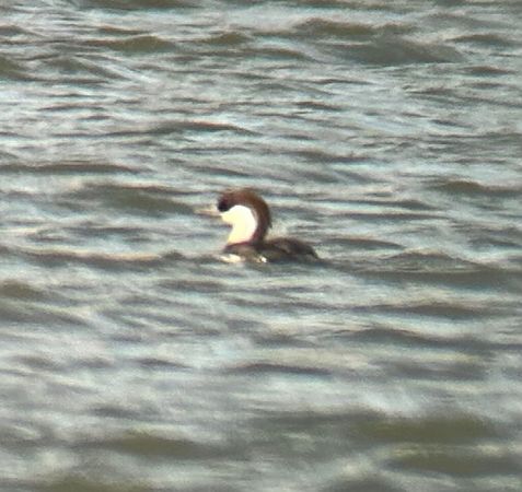 Zwergsäger  - Thomas & Christa Pumberger