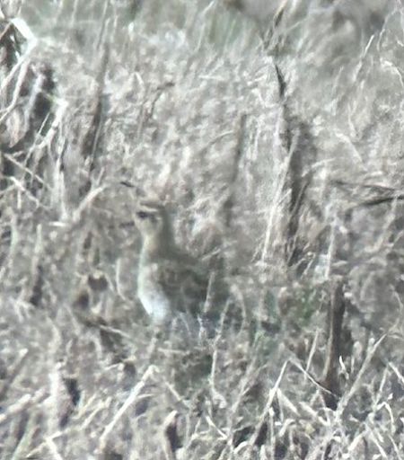 Pluvier doré  - Thomas & Christa Pumberger