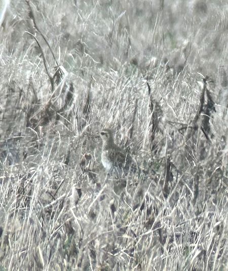 Pluvier doré  - Thomas & Christa Pumberger