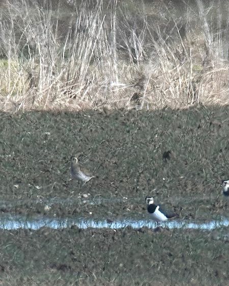 Goldregenpfeifer  - Thomas & Christa Pumberger