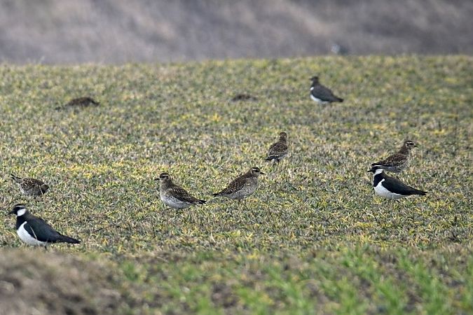 Pluvier doré  - Thomas & Christa Pumberger