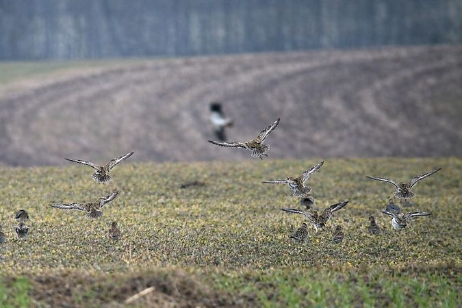 Pluvier doré  - Thomas & Christa Pumberger
