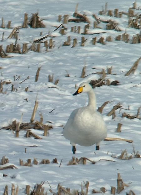 Cygne chanteur  - Thomas & Christa Pumberger