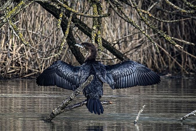 Cormoran pygmée  - Thomas & Christa Pumberger