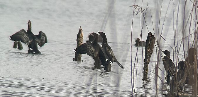 Cormoran pygmée  - Thomas & Christa Pumberger
