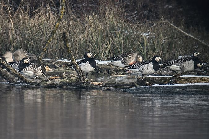 Bernache nonnette  - Thomas & Christa Pumberger