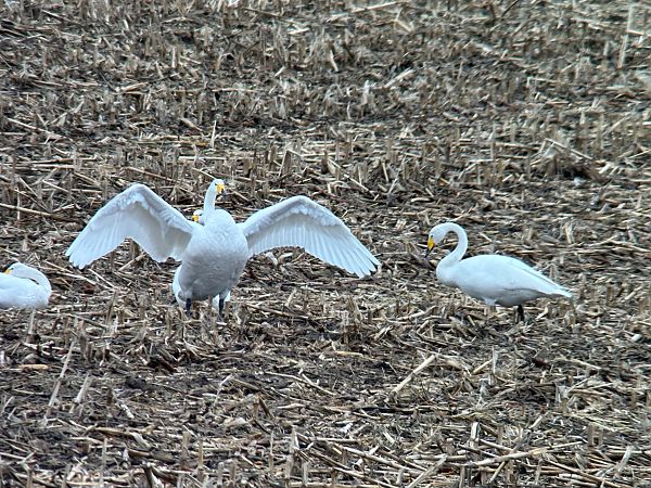Cygne chanteur  - Christa(+thomas) Pumberger