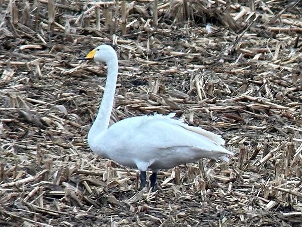 Cygne chanteur  - Christa(+thomas) Pumberger