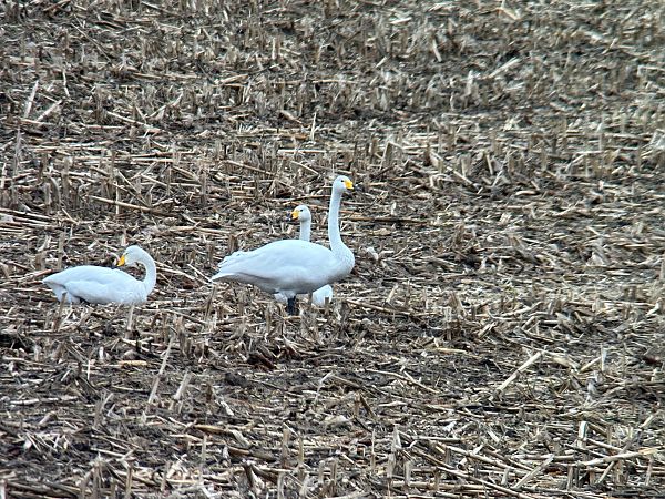 Cygne chanteur  - Christa(+thomas) Pumberger
