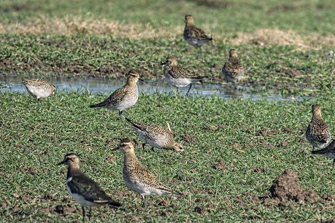 Pluvier doré  - Christa(+thomas) Pumberger