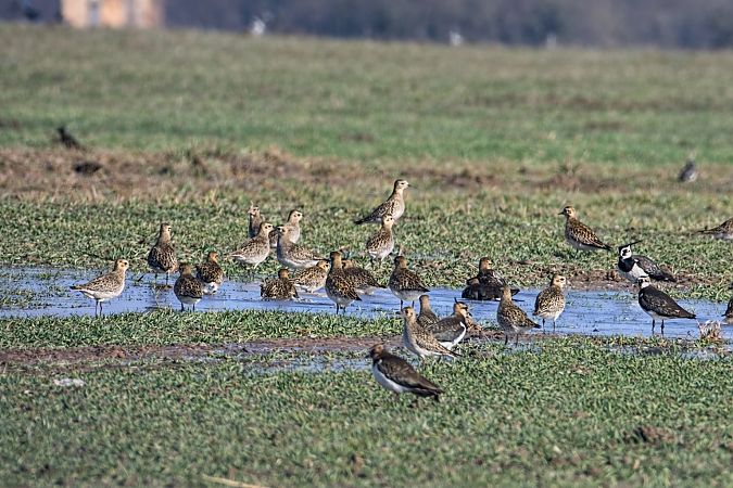 Pluvier doré  - Christa(+thomas) Pumberger