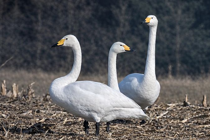 Cygne chanteur  - Christa(+thomas) Pumberger