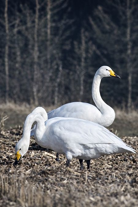 Cygne chanteur  - Christa(+thomas) Pumberger