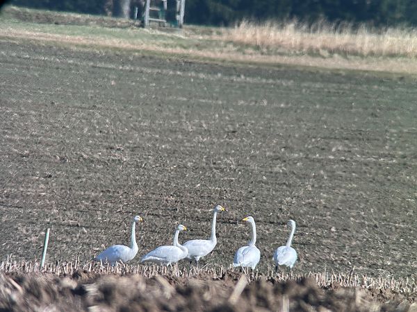 Cygne chanteur  - Christa(+thomas) Pumberger
