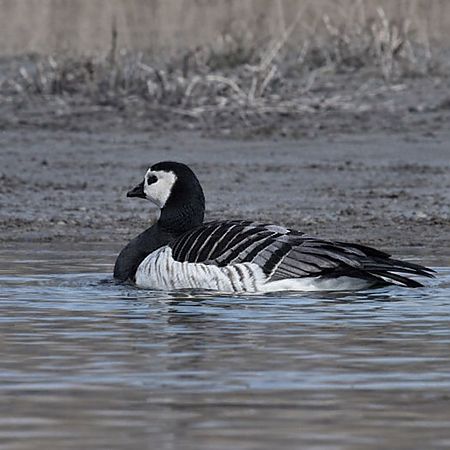 Bernache nonnette  - Christa(+thomas) Pumberger