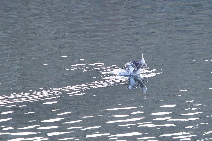 Grèbe jougris  - Karlheinz Wirnsberger